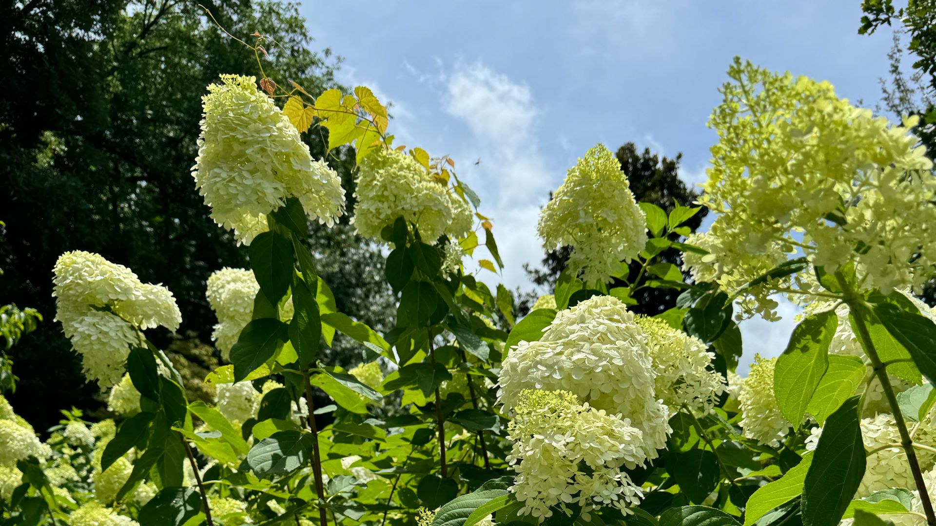 workplace flowers